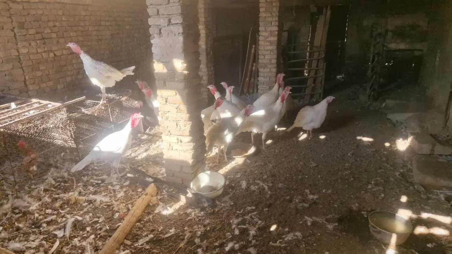 بوقلمون|حیوانات مزرعه|سبزوار, ابارش|دیوار