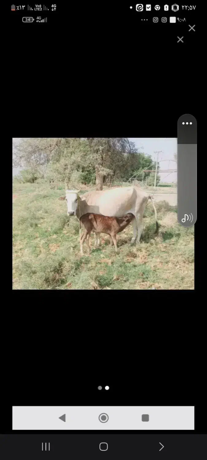 گاو فروشی|حیوانات مزرعه|گنبکی, |دیوار