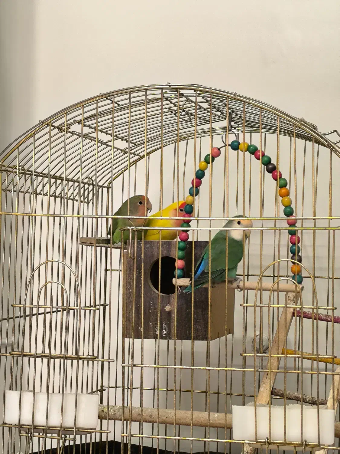 طوطی برزیلی|پرنده|اصفهان, قلعه طبره|دیوار