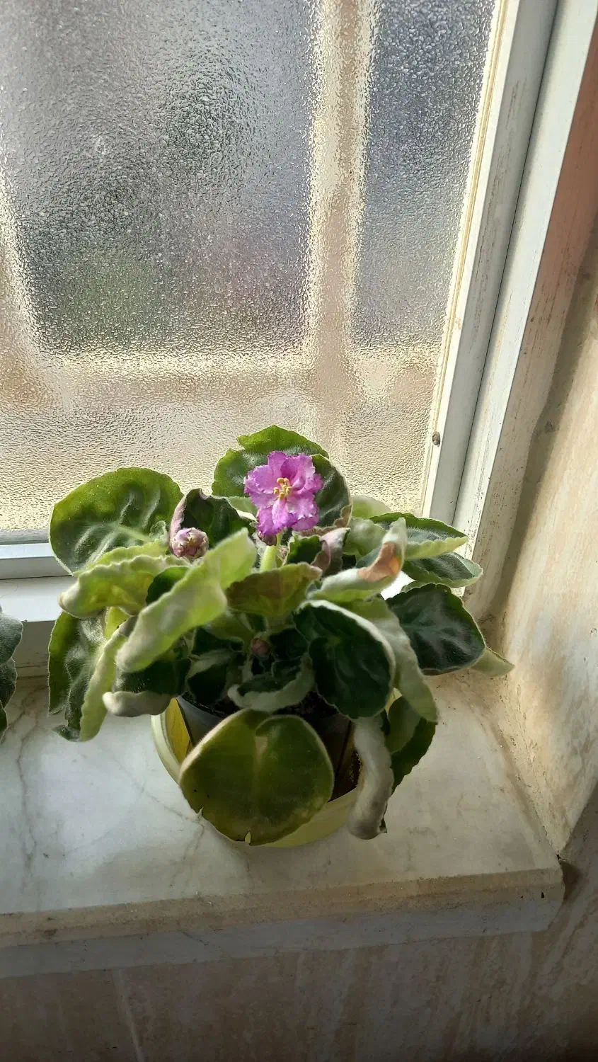 بنفشه افریقایی|گل و گیاه طبیعی|رشت, سعدی (تختی)|دیوار