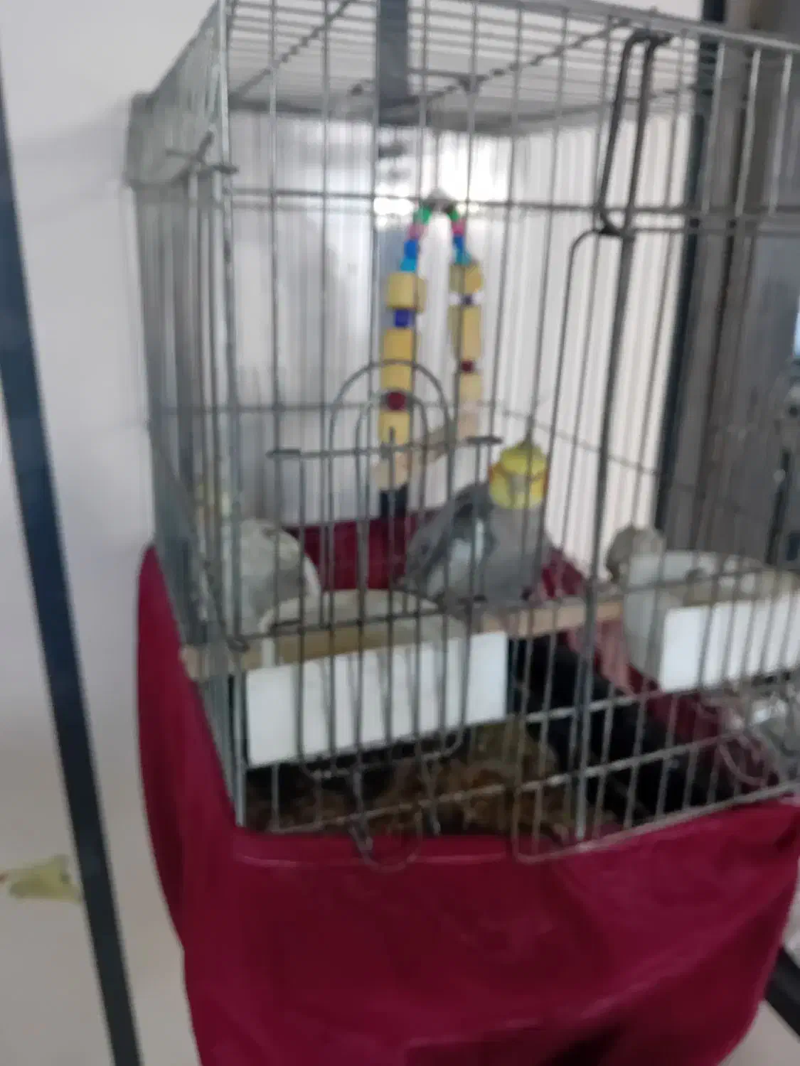 یک جفت عروس هلندی|پرنده|ری, ظهیرآباد|دیوار