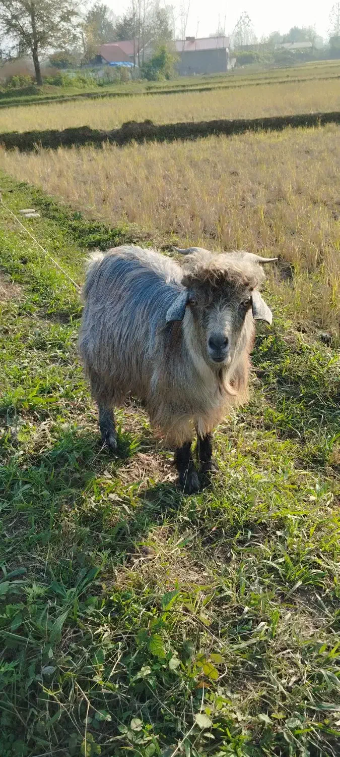 بز نر سالم|حیوانات مزرعه|لاهیجان, بازکیاگوراب|دیوار