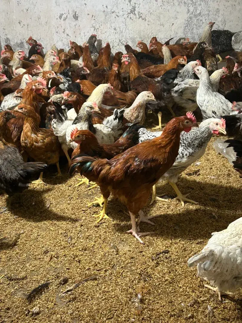 خروس و مرغ محلی درشت|حیوانات مزرعه|دابودشت, |دیوار