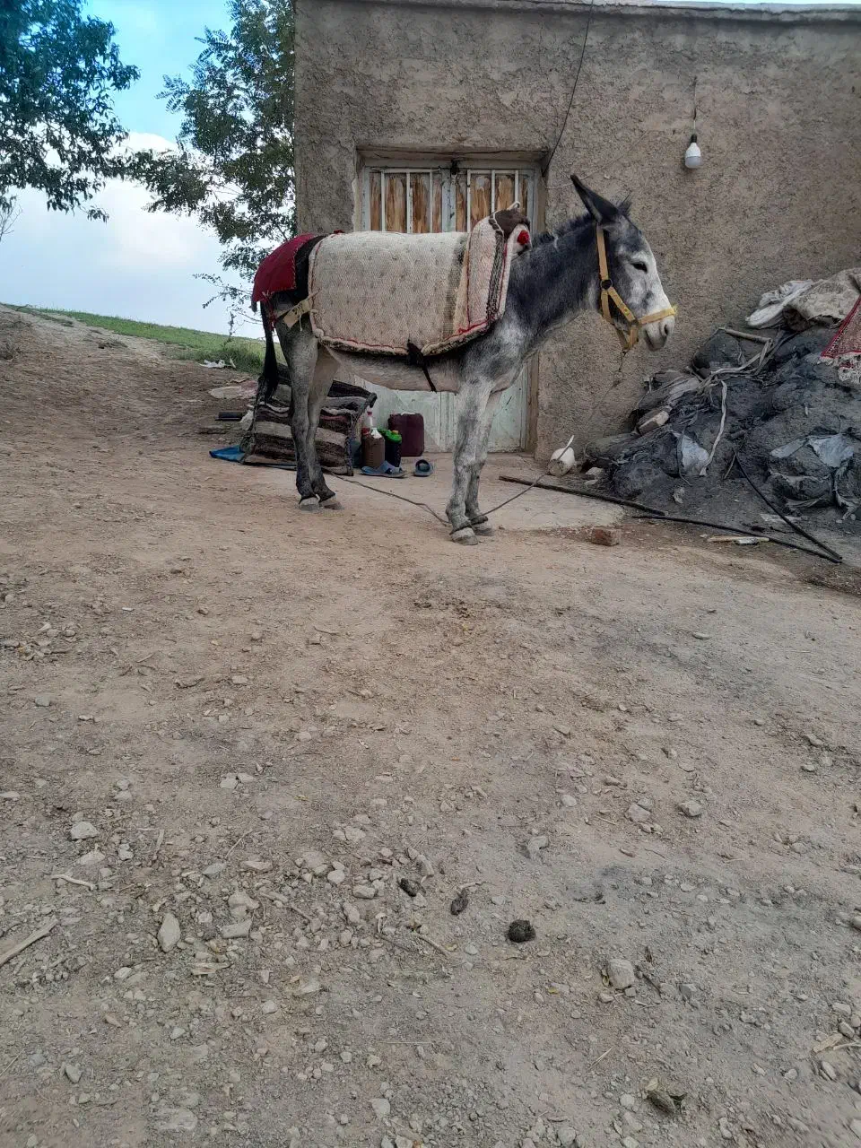 الاغ .خر گله|حیوانات مزرعه|اصفهان, اشکاوند|دیوار