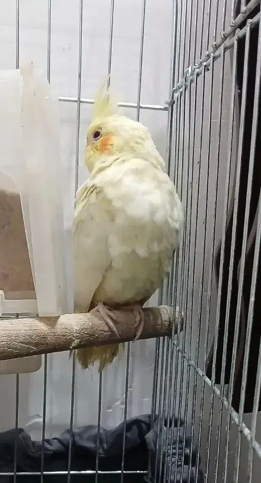 طوطی عروس هلندی ماده|پرنده|رشت, رودباری|دیوار