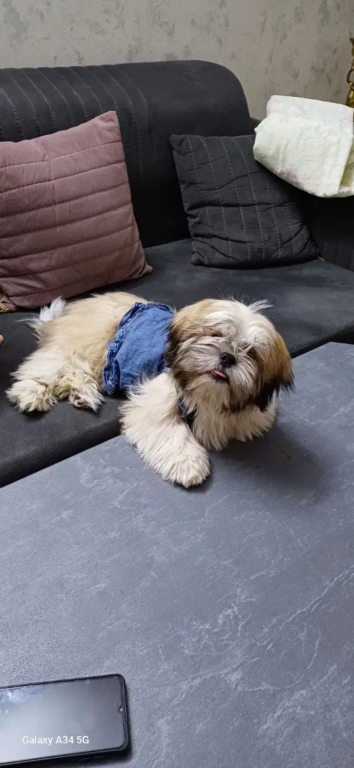 توله سوپر فلت|سگ|کهریزک, |دیوار