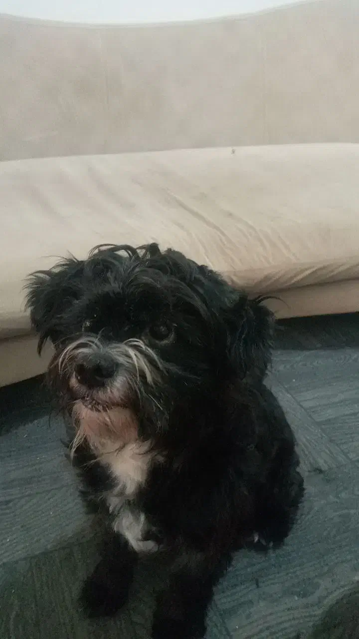 واگذاری سگ شیتزو فقط به خانوم|سگ|رشت, شهریاران|دیوار