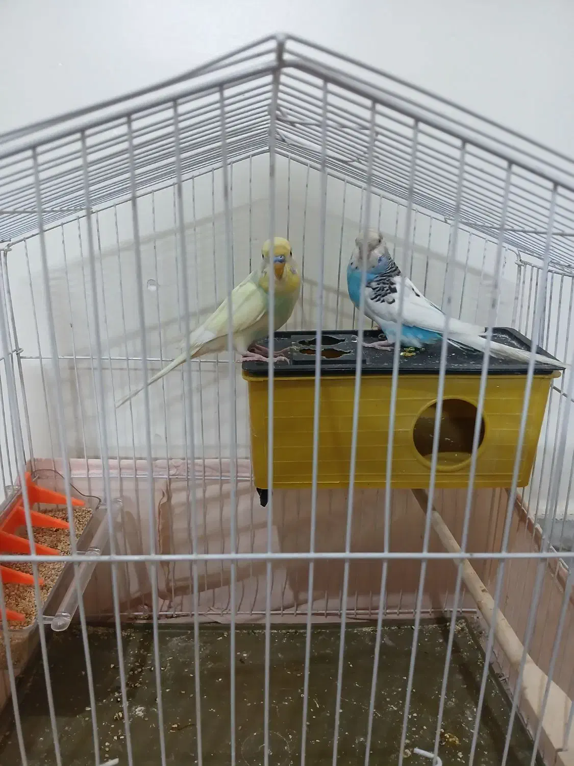 مرغ عشق|پرنده|تهران, شهرک رضویه|دیوار