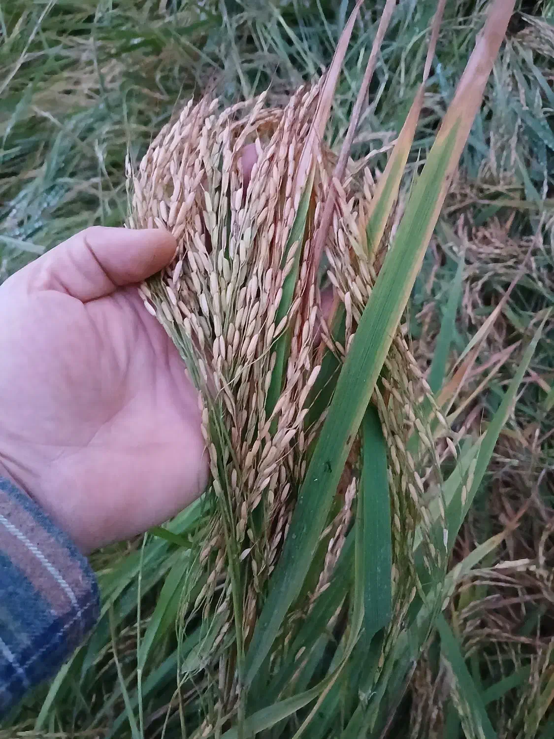 برنج کشت دو و نوج صد درصد خالص از مزرعه خودم|خوردنی و آشامیدنی|دابودشت, |دیوار