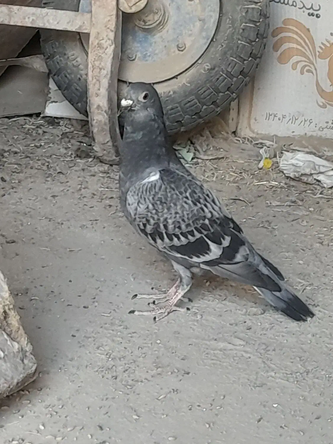 کبوتر|پرنده|هیرمند, |دیوار