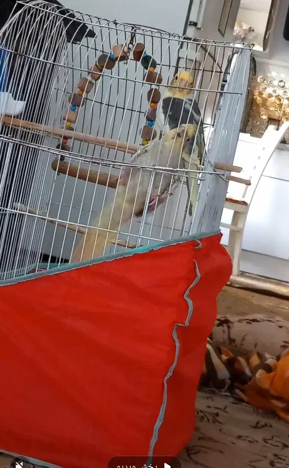 عروس هلندی سخنگو|پرنده|صومعهسرا, |دیوار