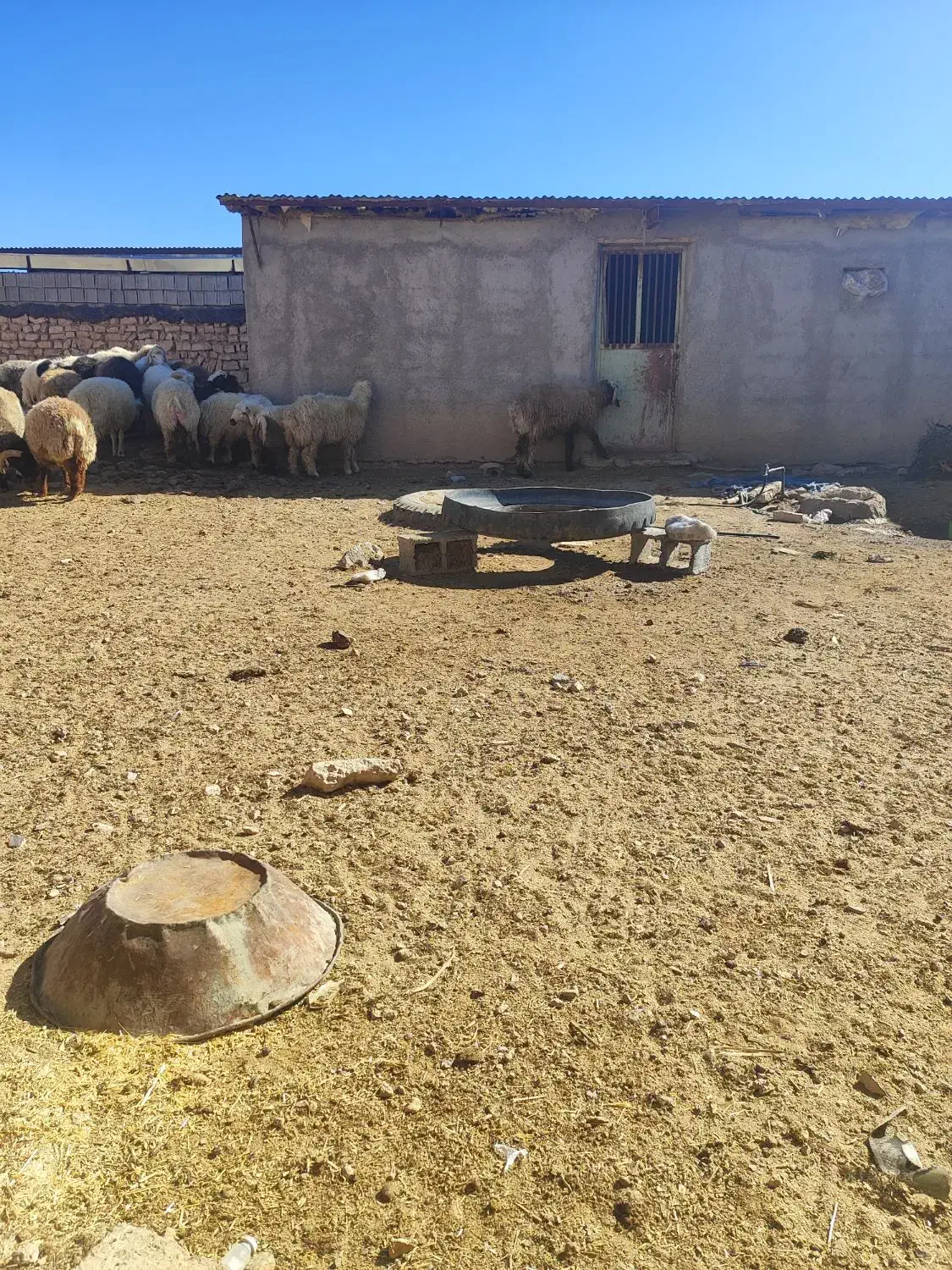 بره نر|حیوانات مزرعه|خرم بید, |دیوار