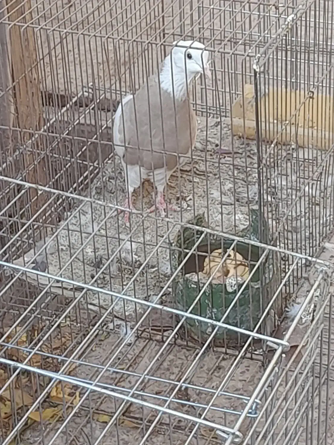 طوقی ماده درجه یک|پرنده|مبارکه, |دیوار