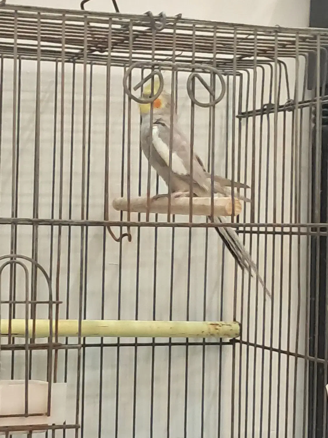 عروس هلندی رام دستی چند کلمه صحبت میکنه|پرنده|ری, علایین|دیوار