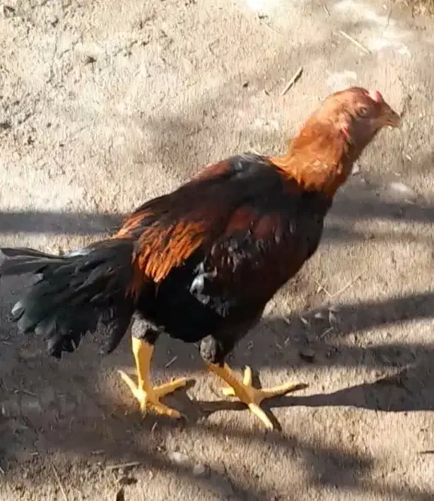 جوجه لاری|حیوانات مزرعه|مشگین شهر, |دیوار