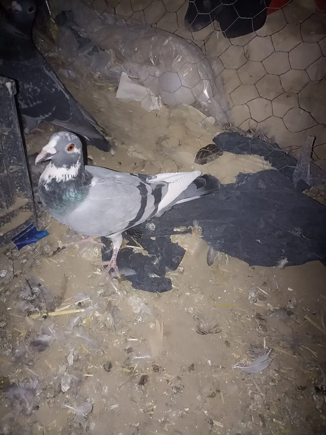 کبوتر مسافتی|پرنده|زهک, |دیوار