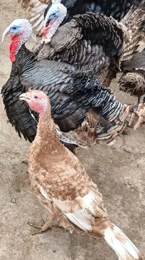 بوقلمون|حیوانات مزرعه|کنگاور, |دیوار