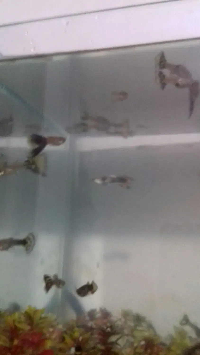 ماهی|ماهی|سبزوار, امام خمینی (ناوی)|دیوار