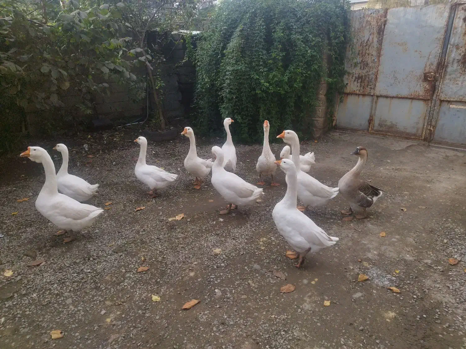 غوغاز فروشی|حیوانات مزرعه|تالش, هشتپر|دیوار