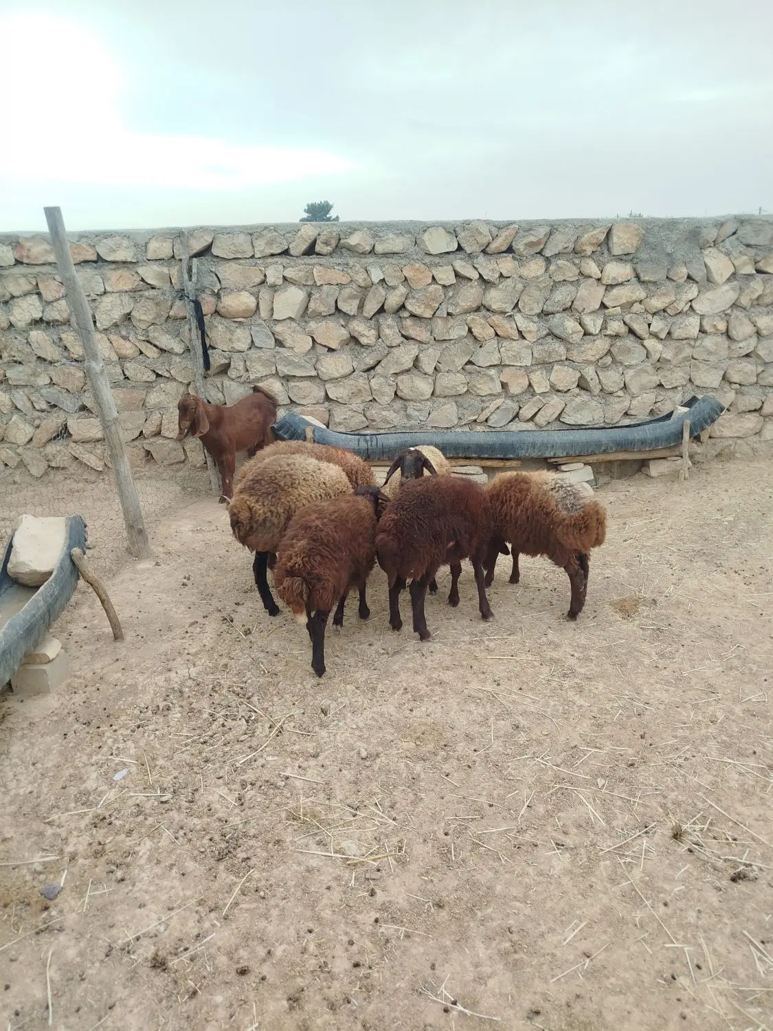 بره|حیوانات مزرعه|کوهدشت, |دیوار