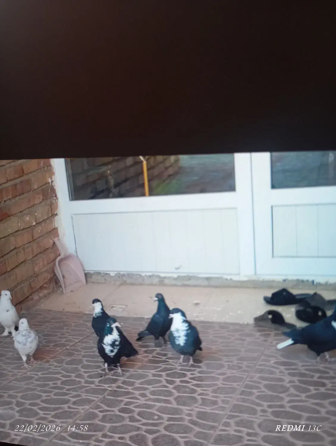 ریشی|پرنده|یزدان شهر, |دیوار