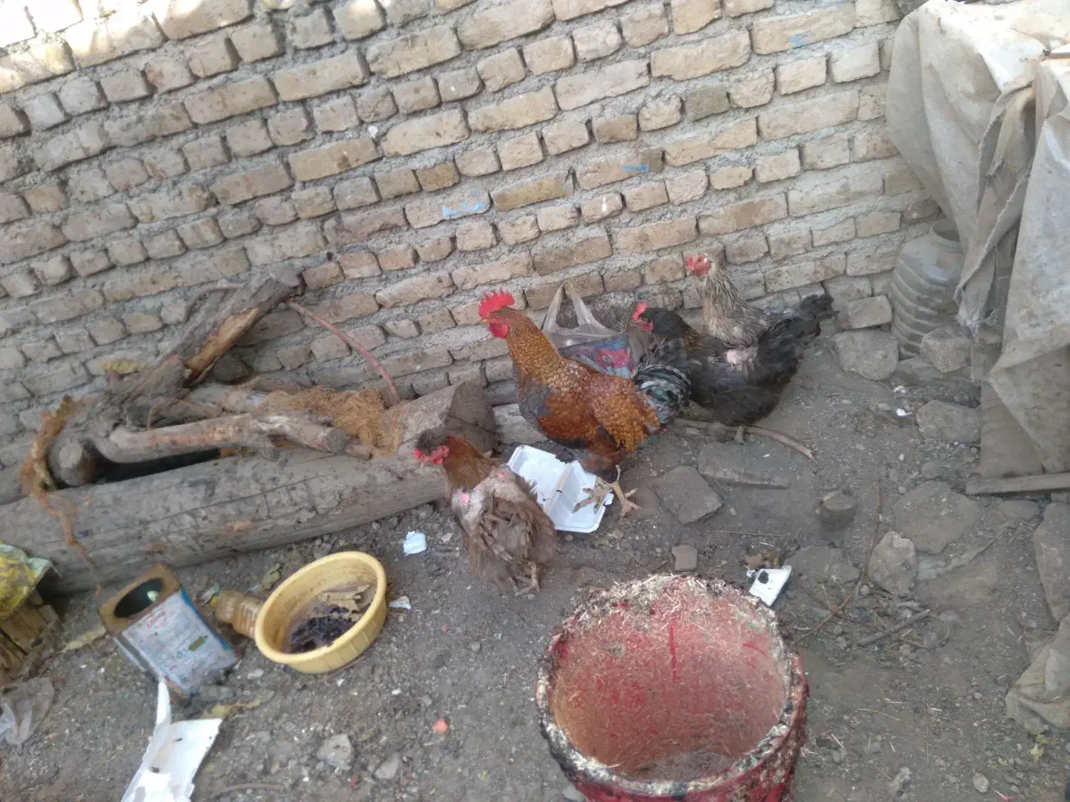 مرغ و خروس|حیوانات مزرعه|نیشابور, ابراهیم ادهم|دیوار