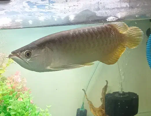 ماهی آروانا گلد هایبک|ماهی|مشکین‌دشت, |دیوار