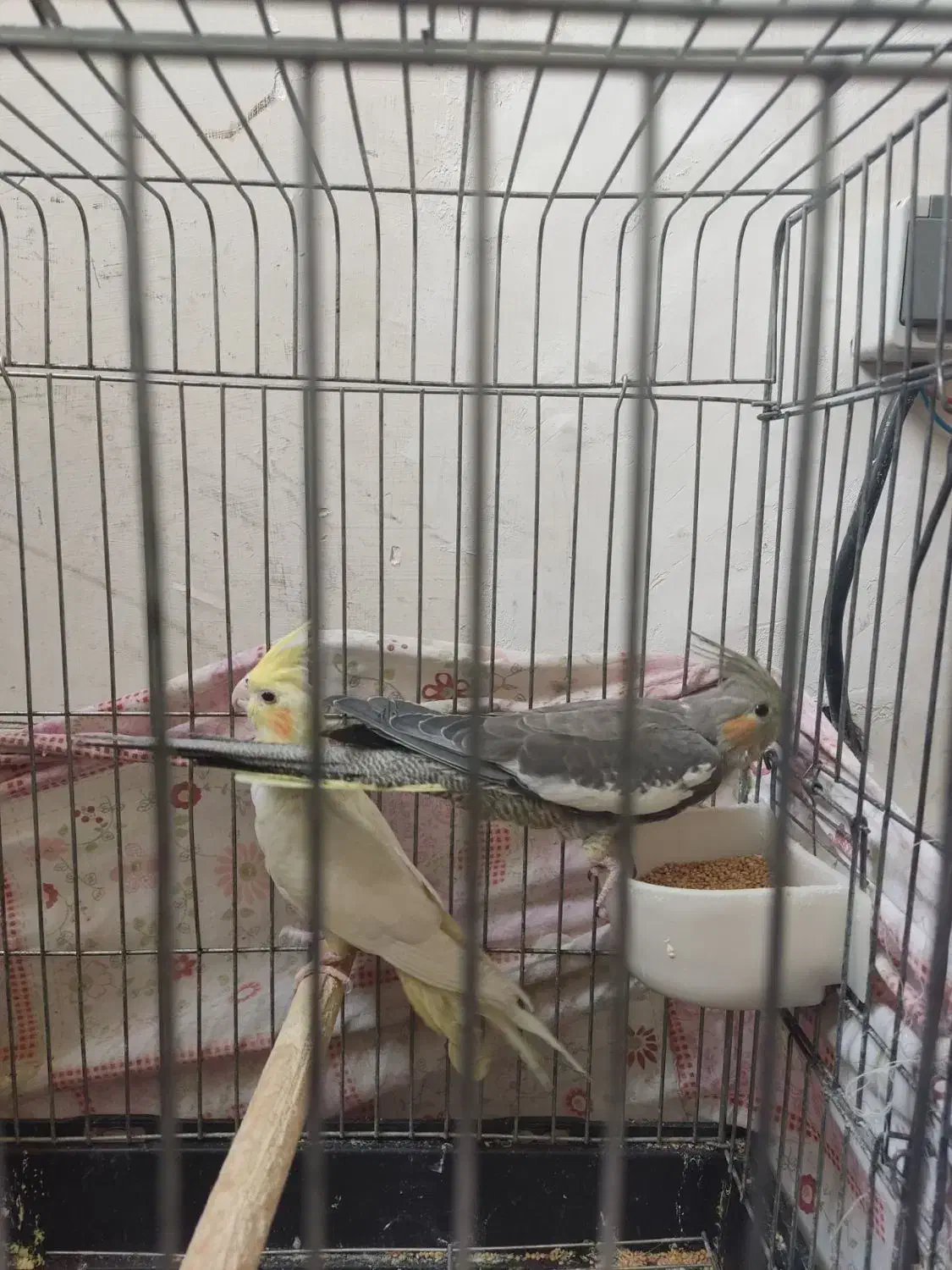 عروس هلندی|پرنده|پاکدشت, پاکدشت (مامازند)|دیوار