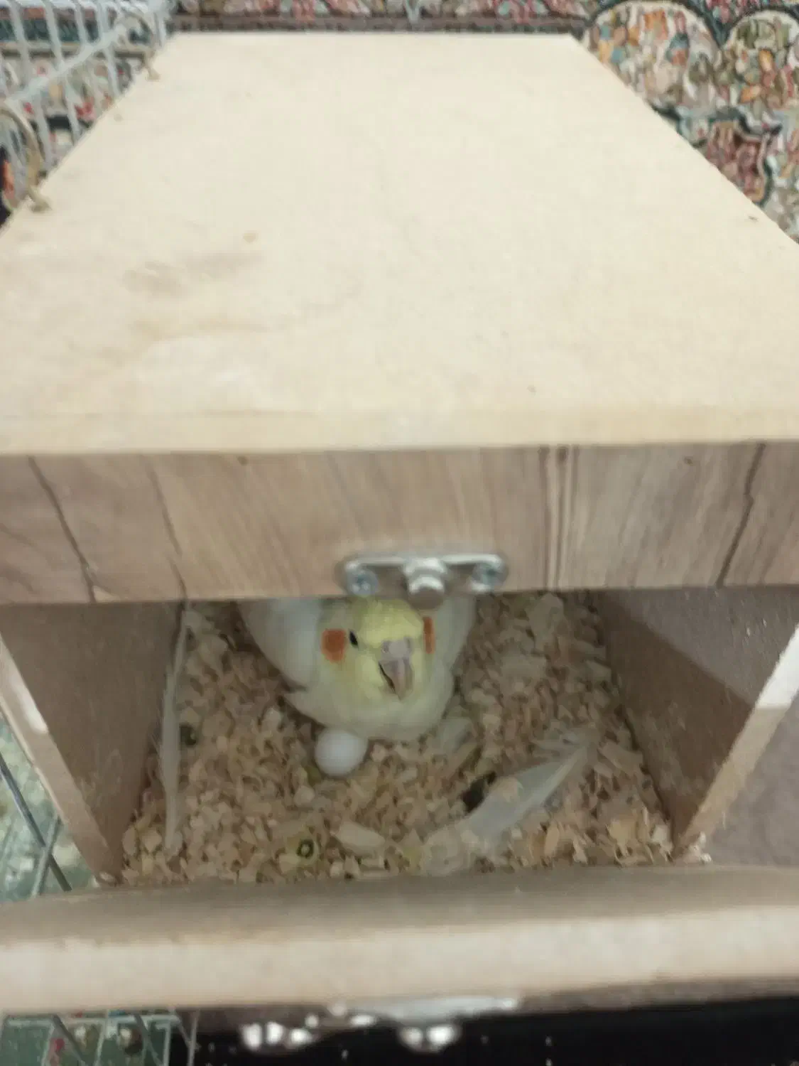 عروس هلندی با تخم|پرنده|ابهر, |دیوار