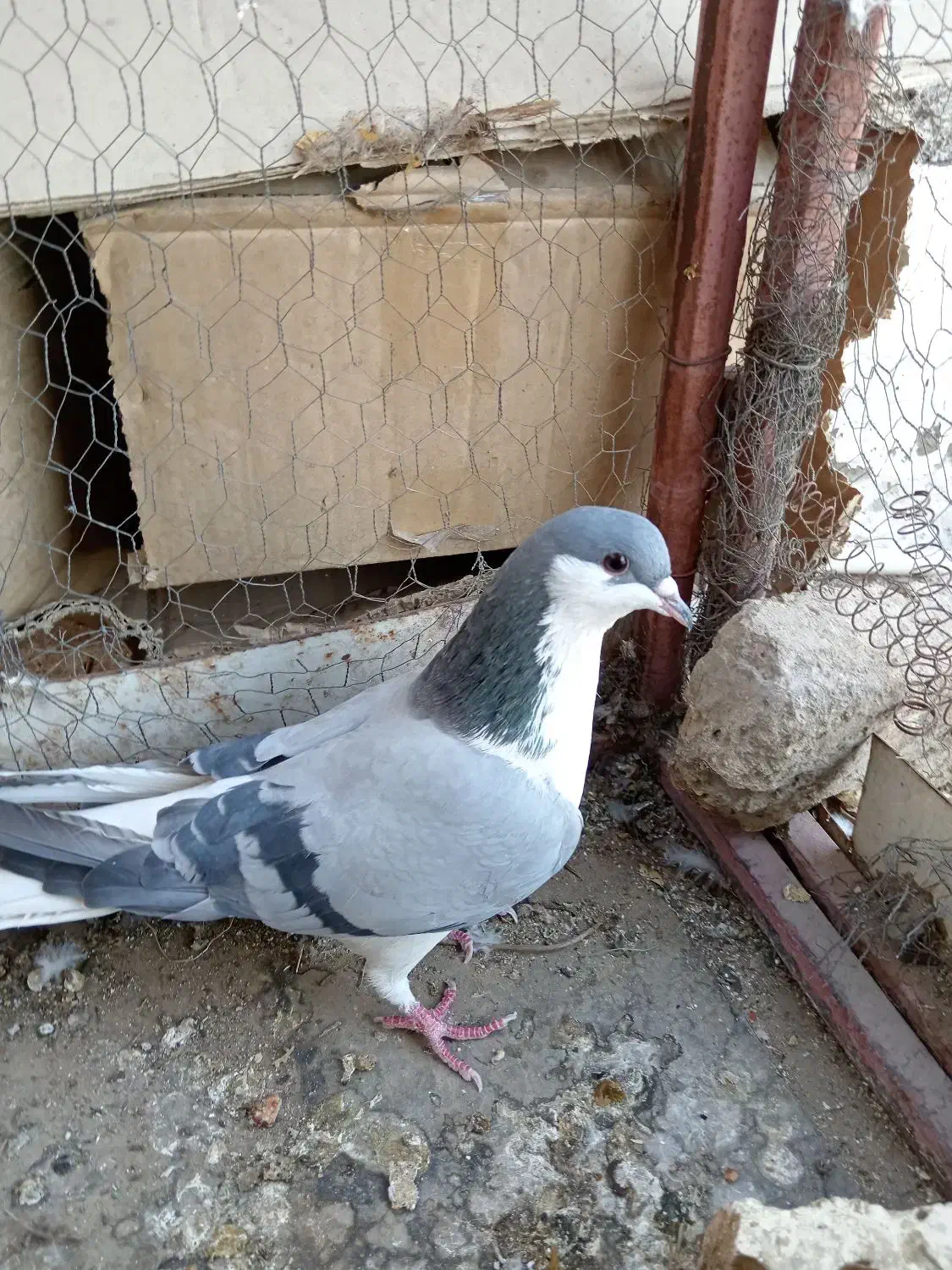 کبوتر|پرنده|اصفهان, پوریای ولی|دیوار