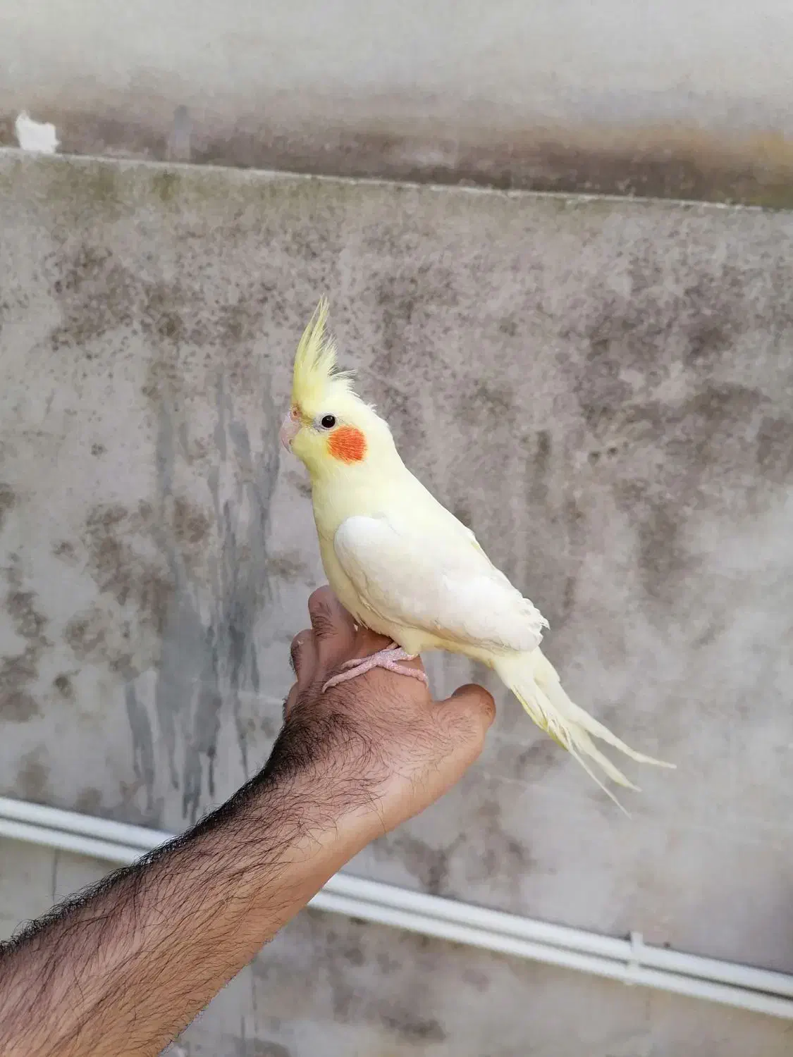 عروس هلندی|پرنده|بهشهر, |دیوار