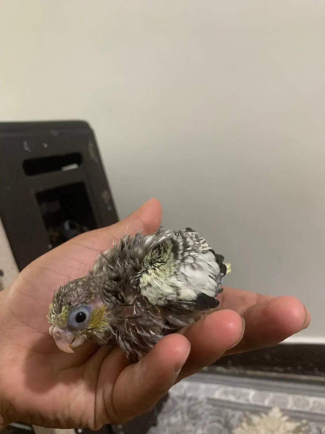 جوجه عروس هلندی|پرنده|هشتگرد, شهرک بعثت|دیوار