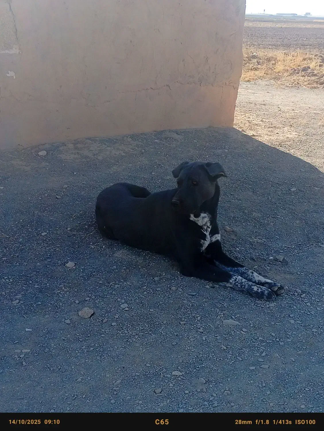 توله سگ ماده|سگ|همدان, |دیوار