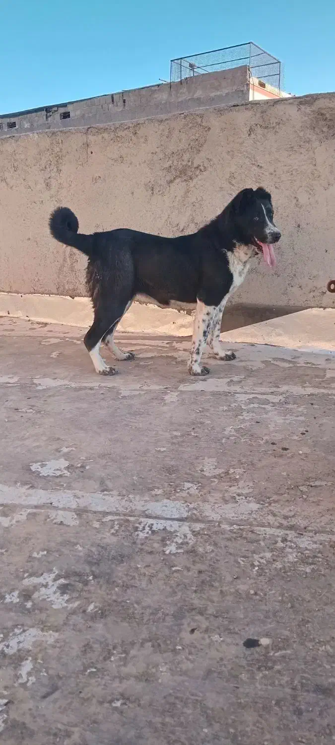 فروش سگ|سگ|قزوین, |دیوار