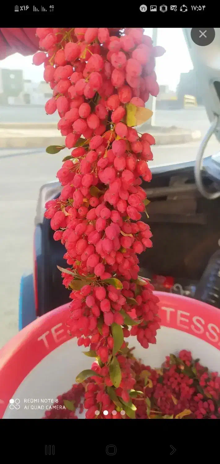 زرشک تازه نوبرانه بیرجند با عناب قیمت مناسب|حراج|زابل, |دیوار