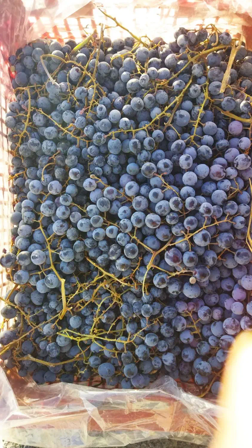 انگور|خوردنی و آشامیدنی|خمین, |دیوار