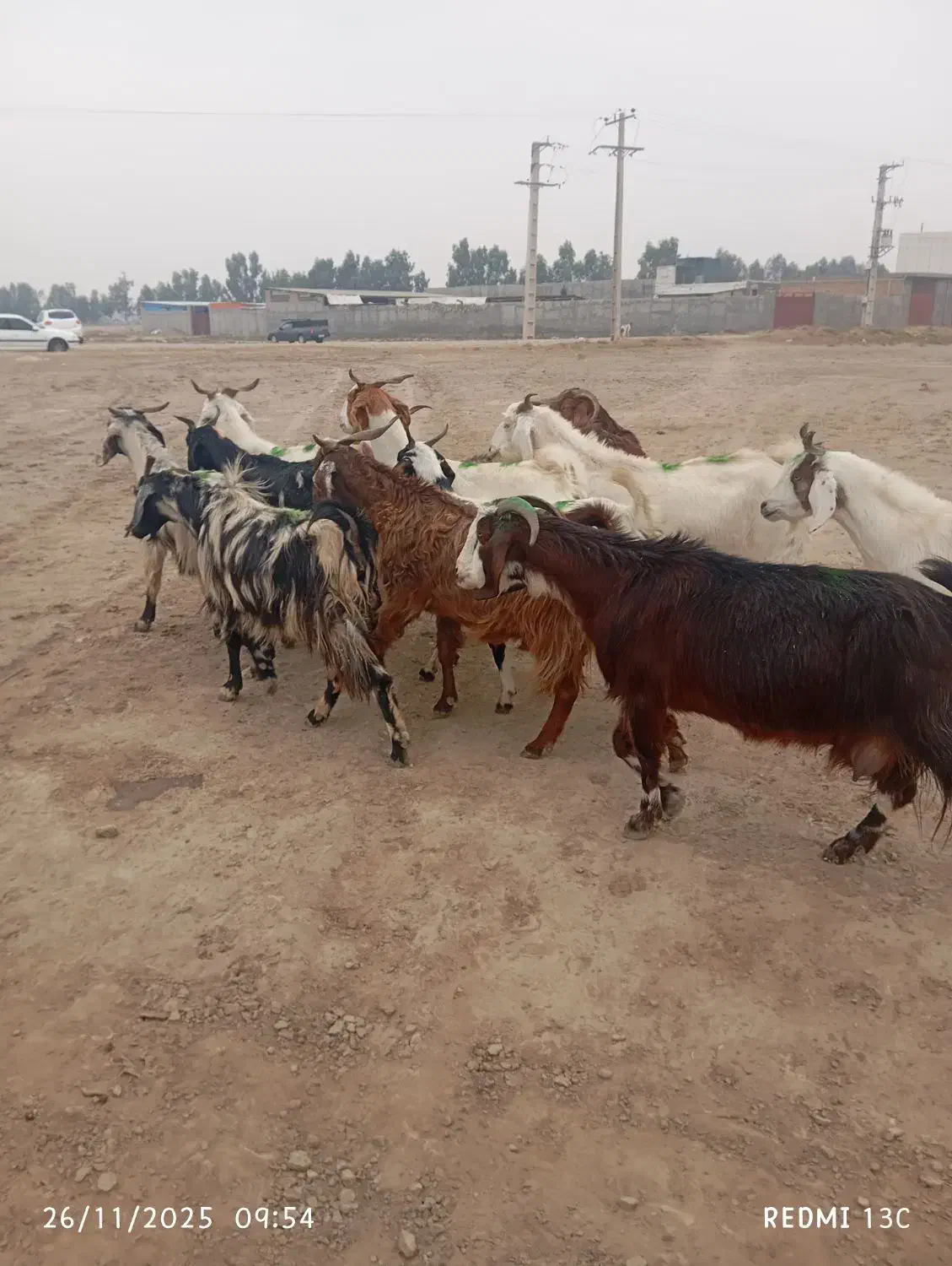 12راس بز شیرکرد|حیوانات مزرعه|گنبد کاووس, |دیوار