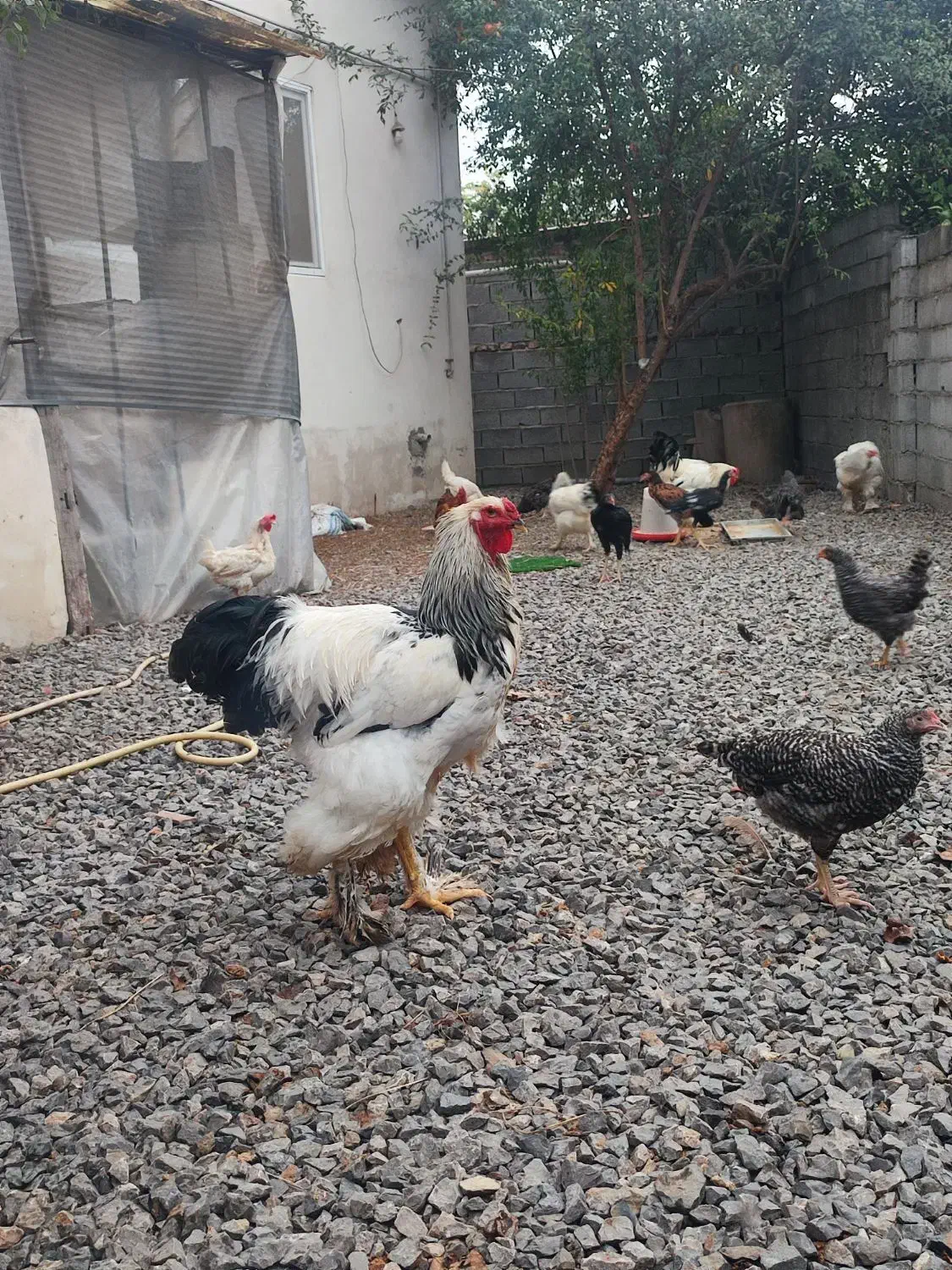 خروس برهما لایت . نژاد اصل رومانی|حیوانات مزرعه|محمودآباد, |دیوار