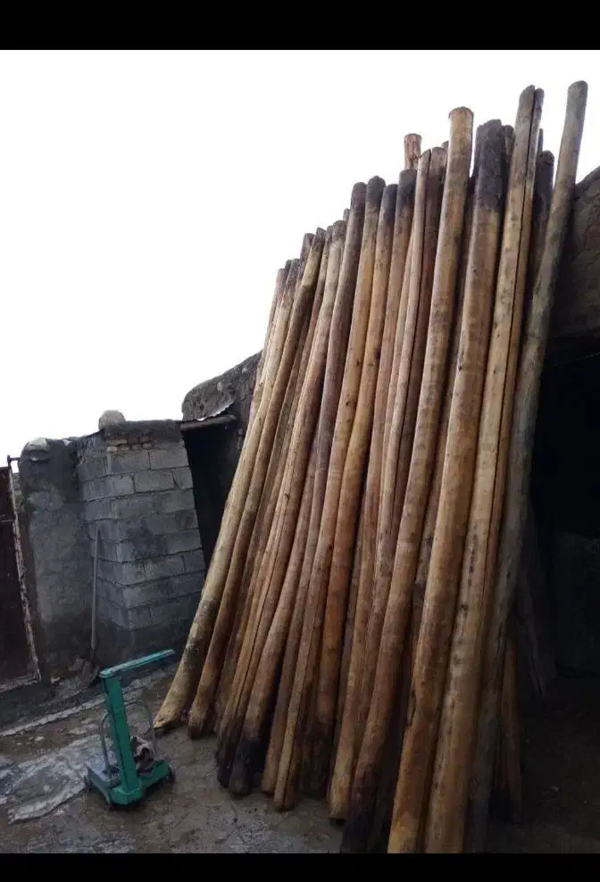 فروش چوب سقفی هاچا، نال، تیر، تخت|خدمات باغبانی و درختکاری|اردبیل, |دیوار