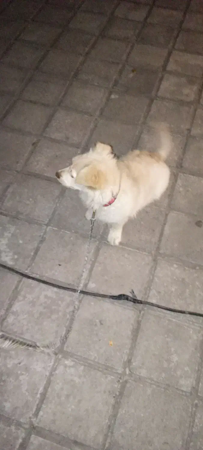 سگ پشمالو تیلیر|سگ|سنگر, |دیوار