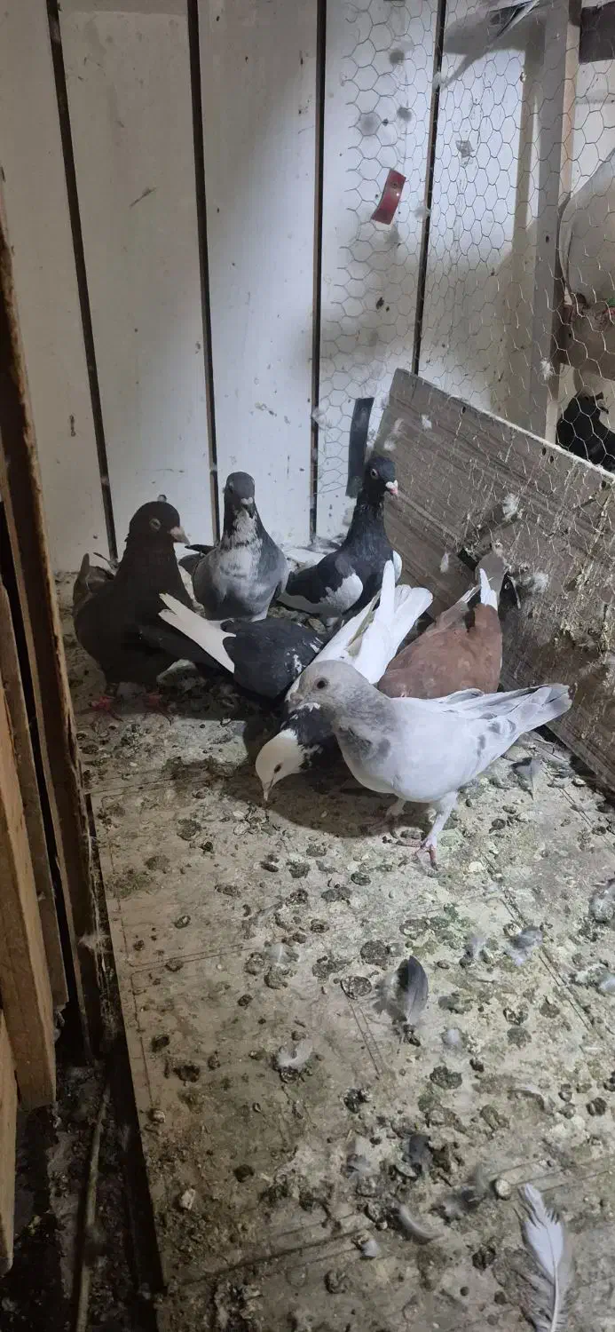 ۷ تا حیون سالم  ۱۲۰۰|پرنده|تهران, بهارستان|دیوار