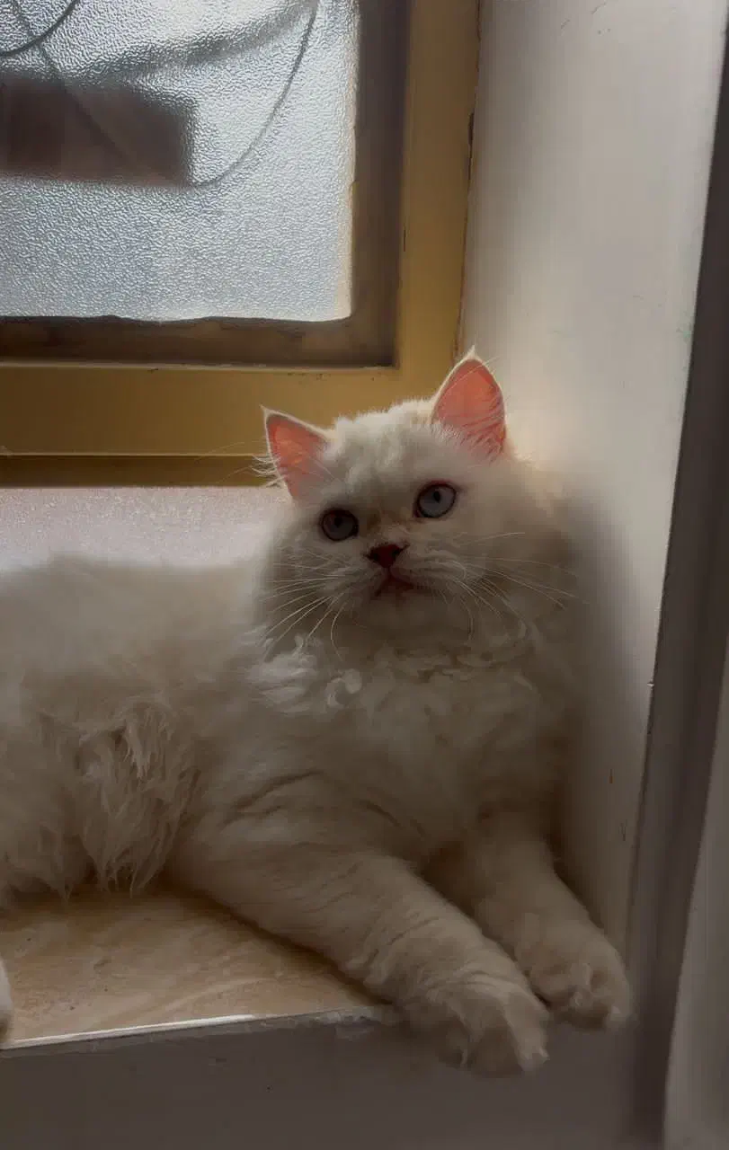 گربه پرشین سفید|گربه|بندر کنگان, |دیوار