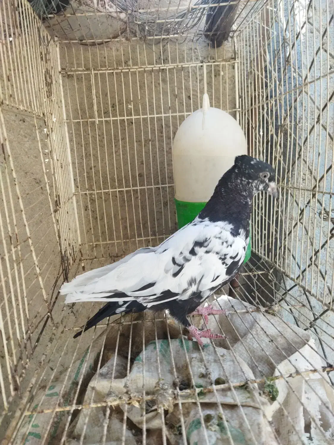 رنگی گرفتنی|پرنده|اهواز, شهرک حفاری|دیوار