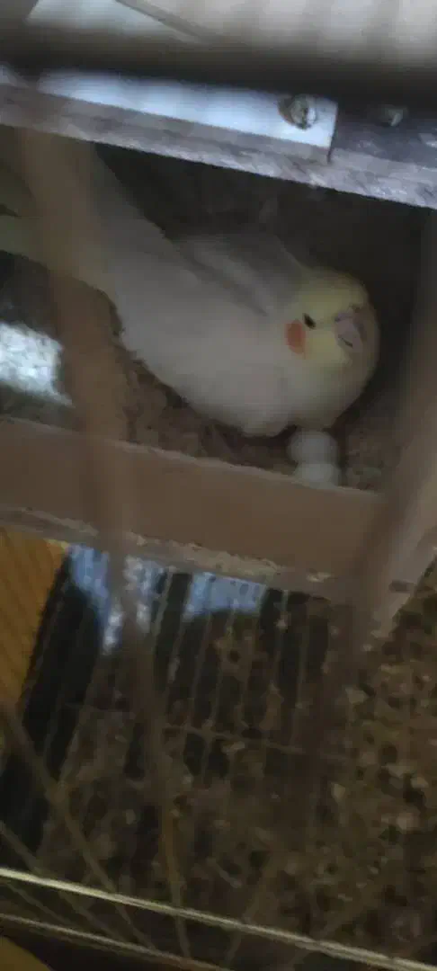 جفت عروس با تخم|پرنده|فسا, |دیوار