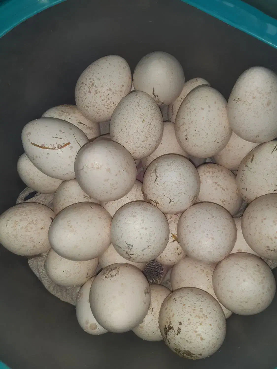 تخم بوقلمون|حیوانات مزرعه|ایذه, |دیوار