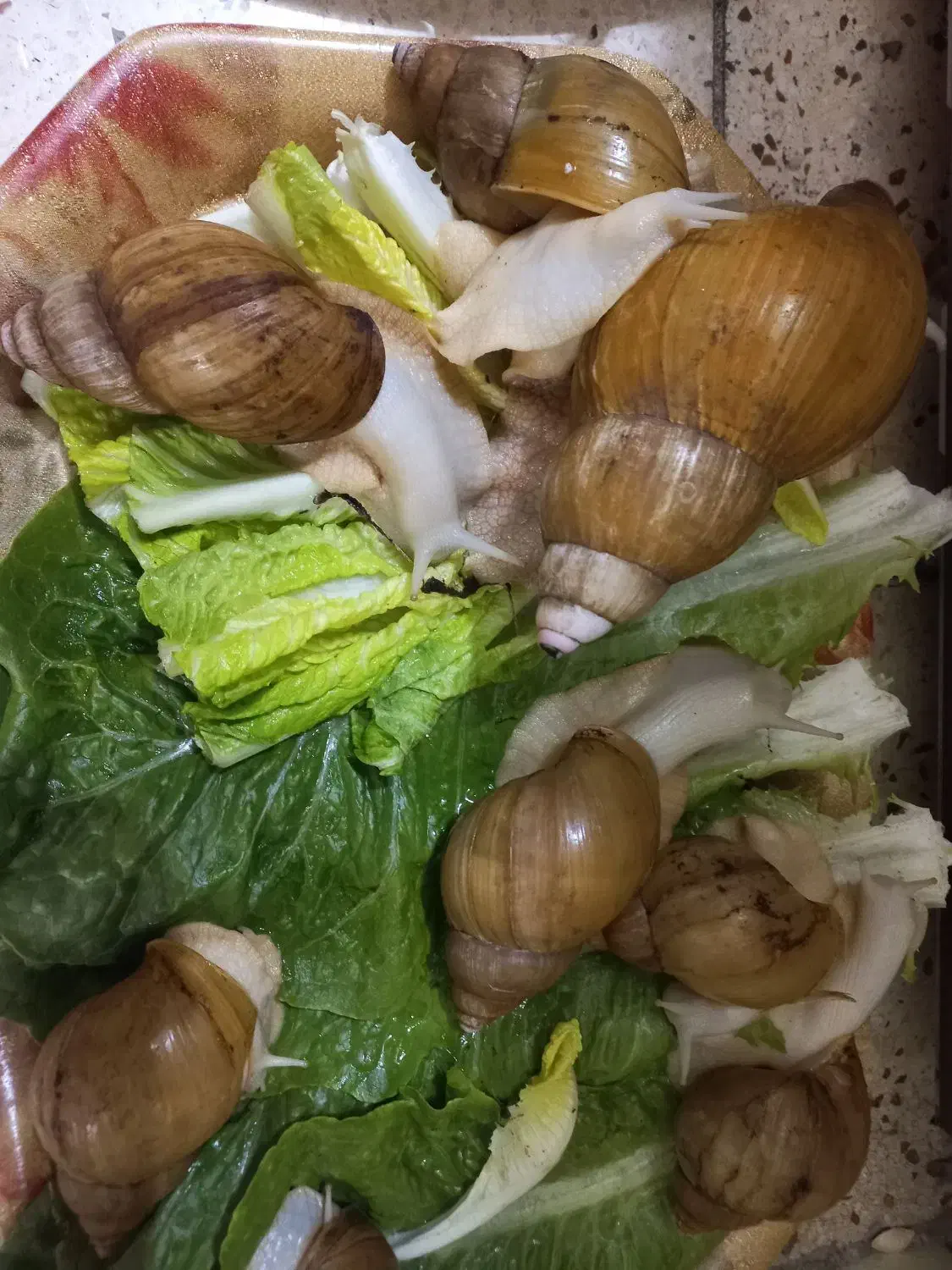 حلزون مولد|خزنده|تهران, جهاد|دیوار