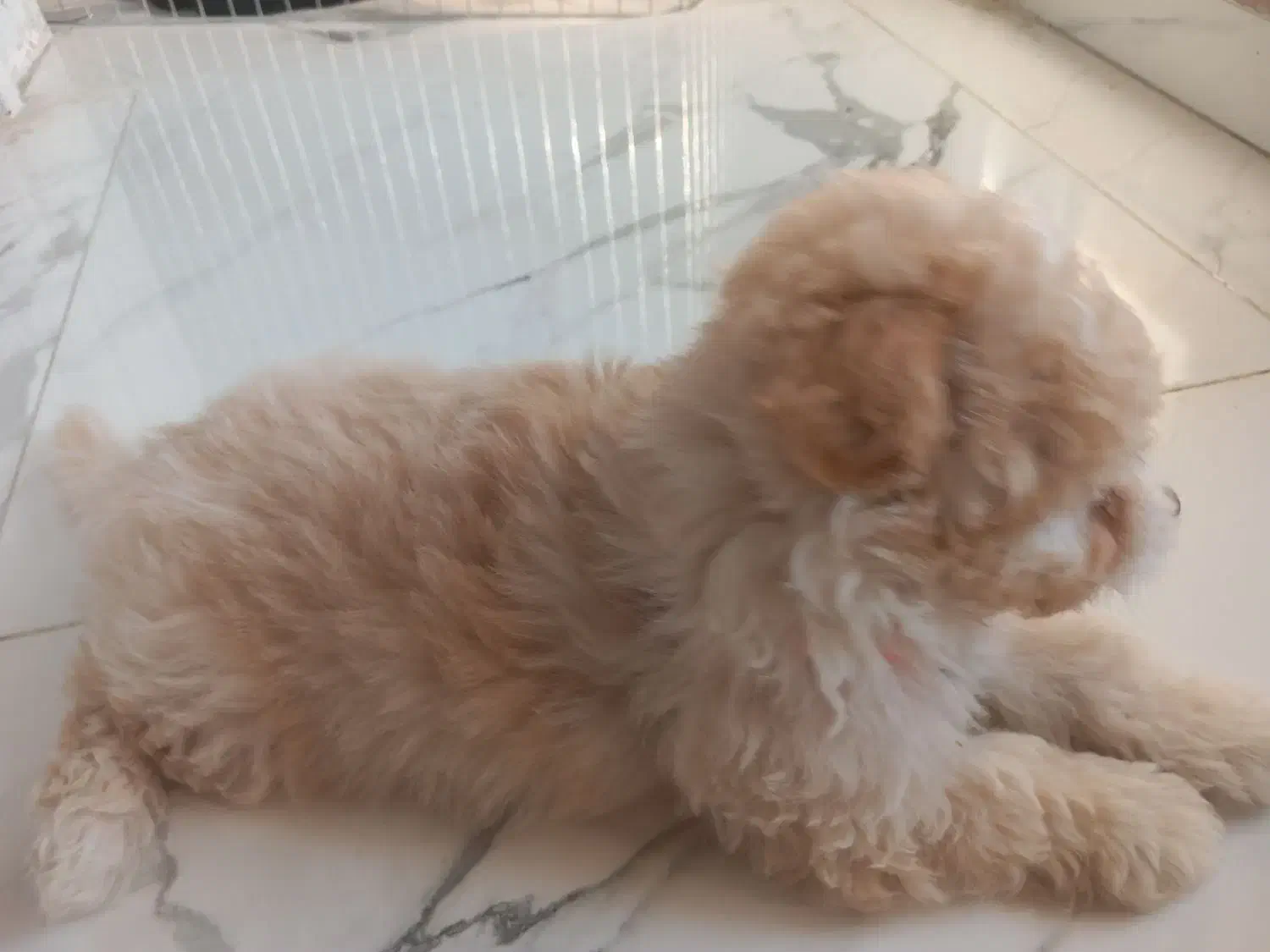 سگ پودل|سگ|اسلامشهر, شهرک واوان|دیوار