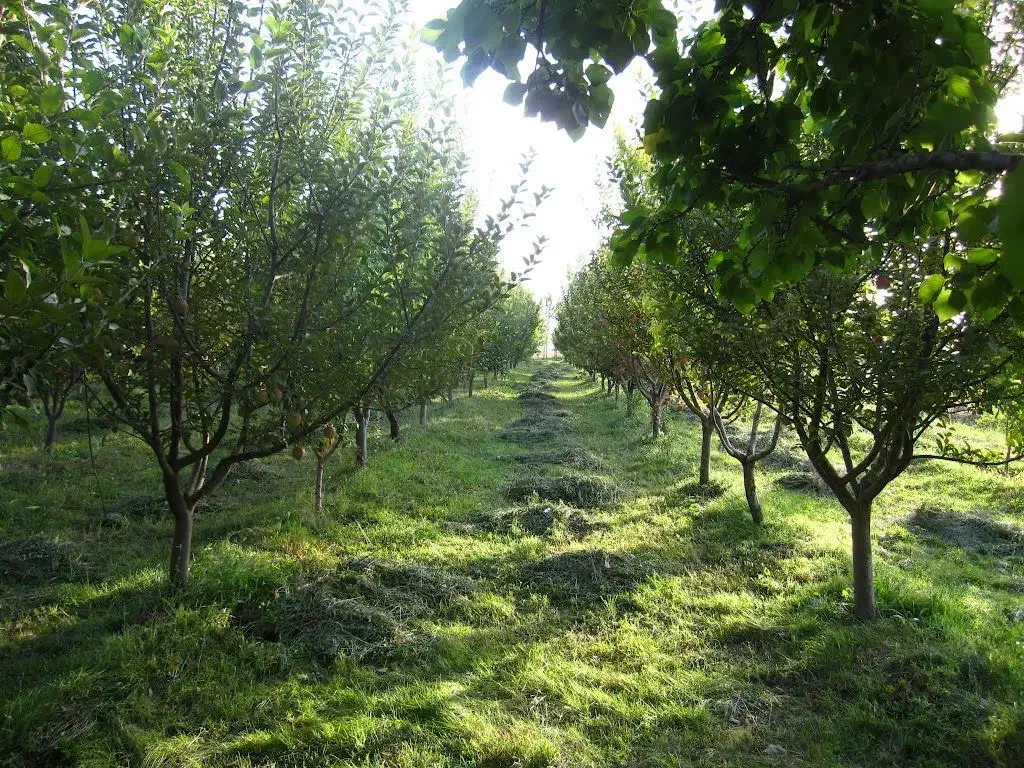 خدمات باغبانی برادران محسنی سردرودی|خدمات باغبانی و درختکاری|تبریز, |دیوار