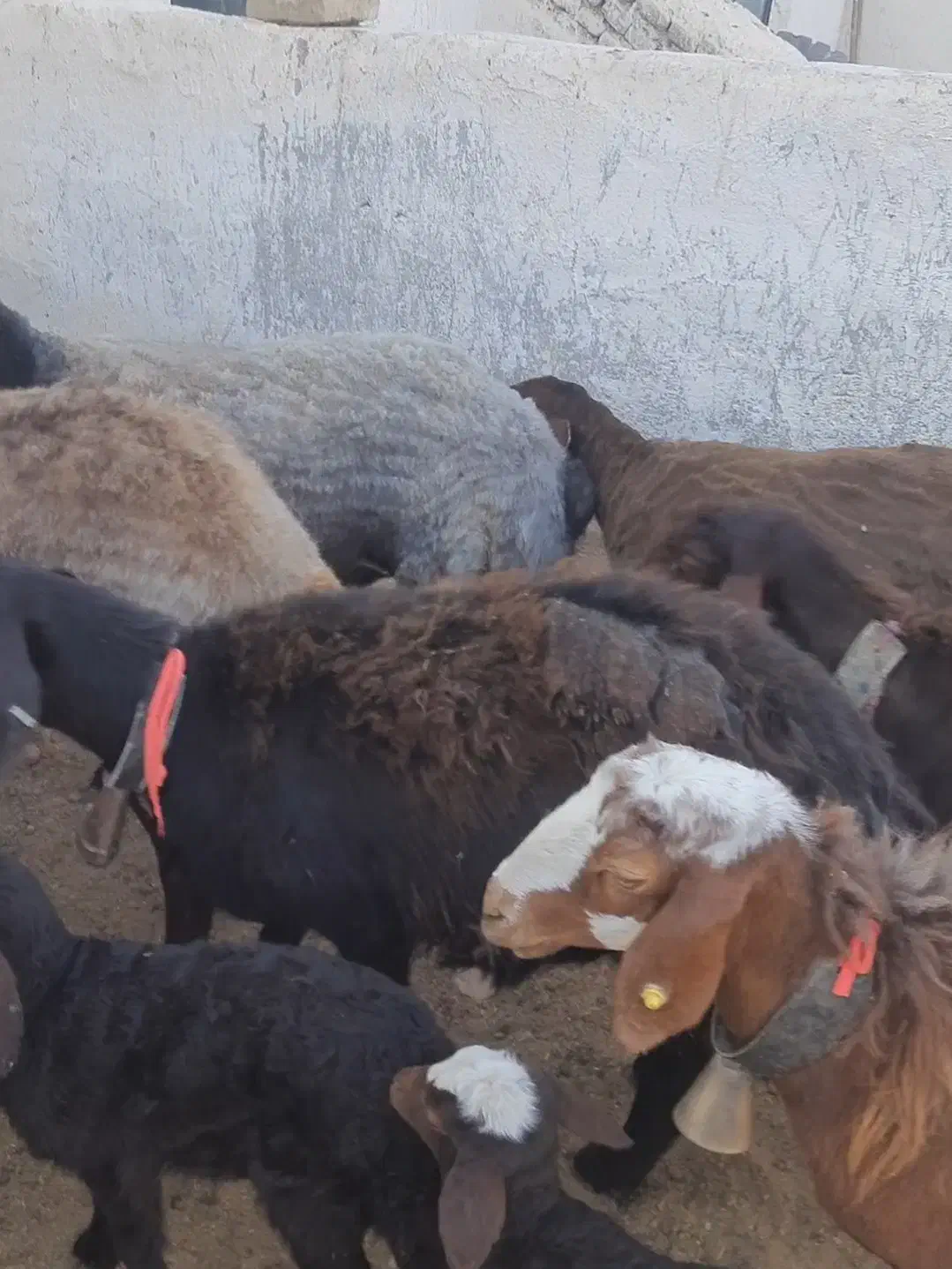 فروش میش هترو|حیوانات مزرعه|سبزوار, قصبه شرقی|دیوار