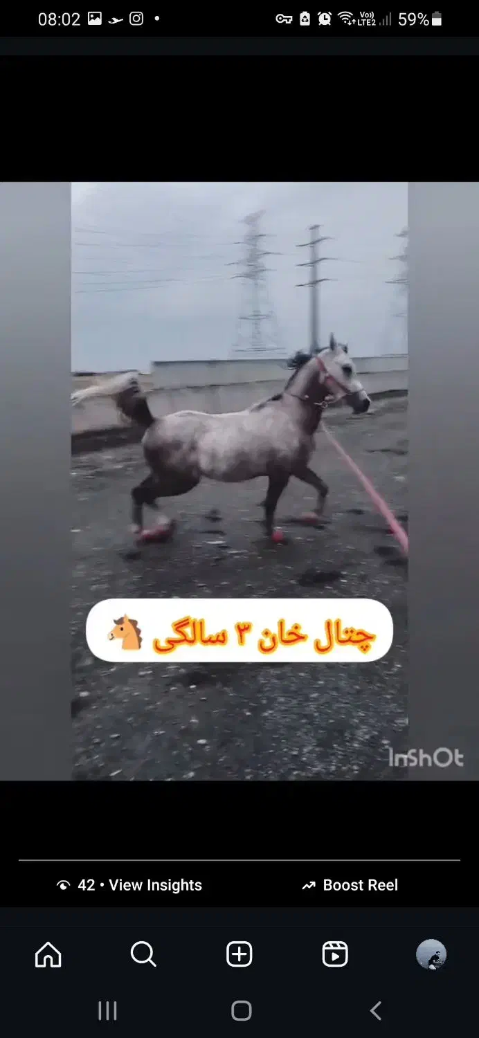 نریون عرب مصری|اسب و تجهیزات اسبسواری|مشهد, شهرک صنعتی توس|دیوار